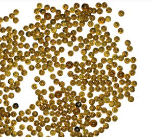 Softening Cation Exchange Resins